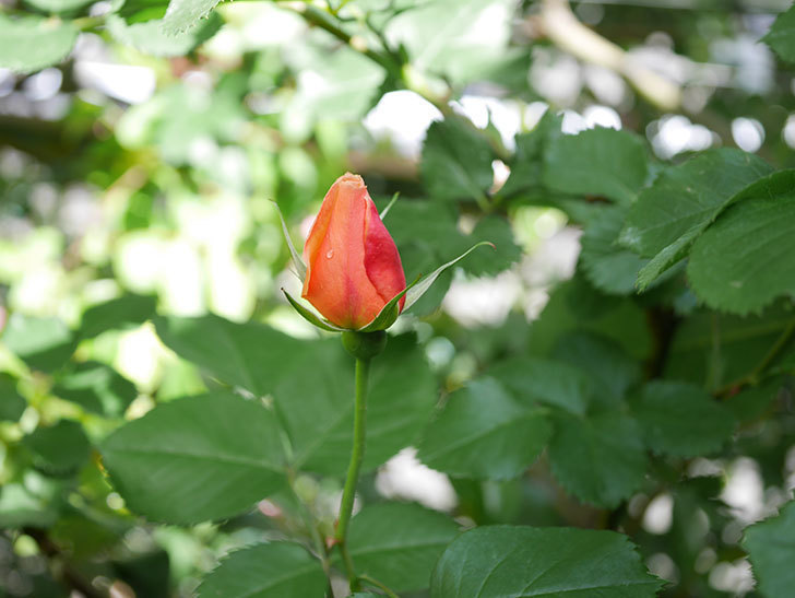 アプリコットキャンディ(Apricot Candy)の花が増えてきた。木立バラ。2021年-038.jpg
