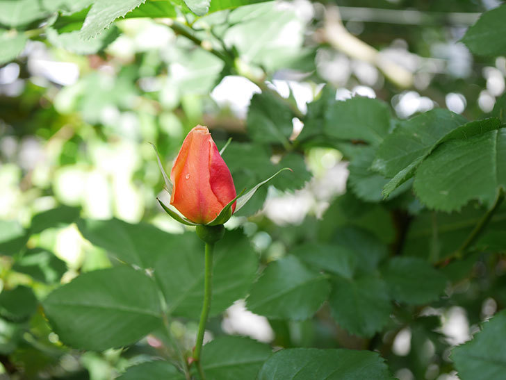 アプリコットキャンディ(Apricot Candy)の花が増えてきた。木立バラ。2021年-039.jpg