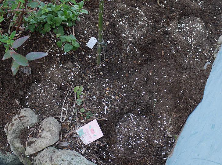 アプリコットキャンディ(木立バラ)に寒肥を施した。2019年-2.jpg
