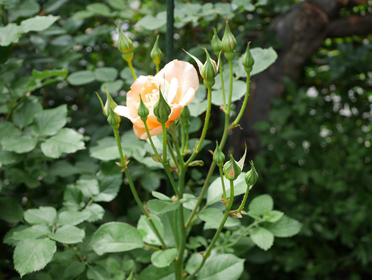 アプリコットキャンディ(木立バラ)の2番花が咲いた。2019年-3.jpg