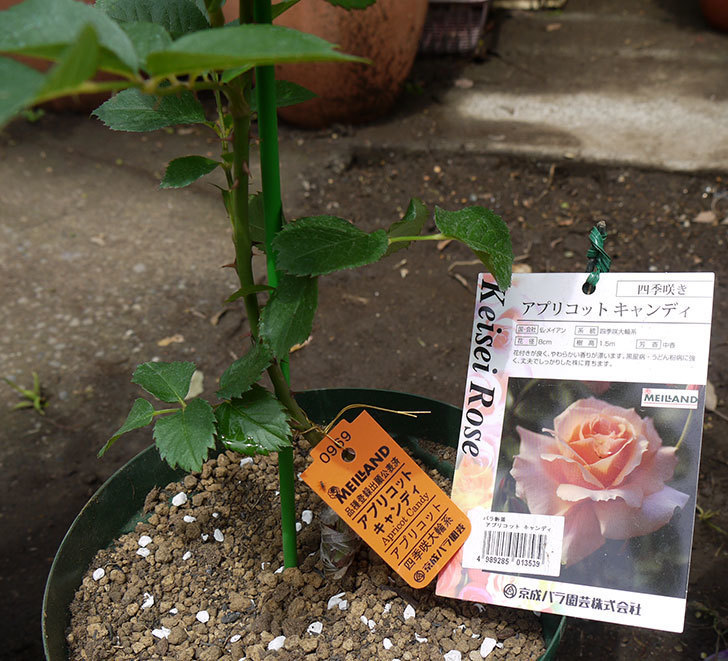 アプリコットキャンディ(木立バラ)の新苗を6号ロングスリット鉢に植えた。2016年-1.jpg