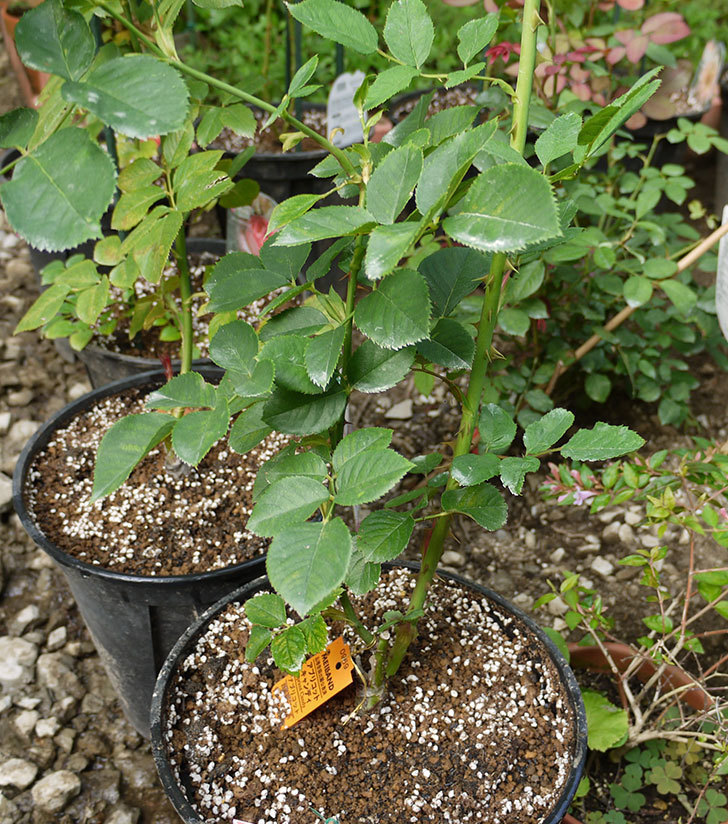 アプリコットキャンディ(木立バラ)の新苗を8号のEUロングスリット鉢に鉢増しした。2016年-1.jpg