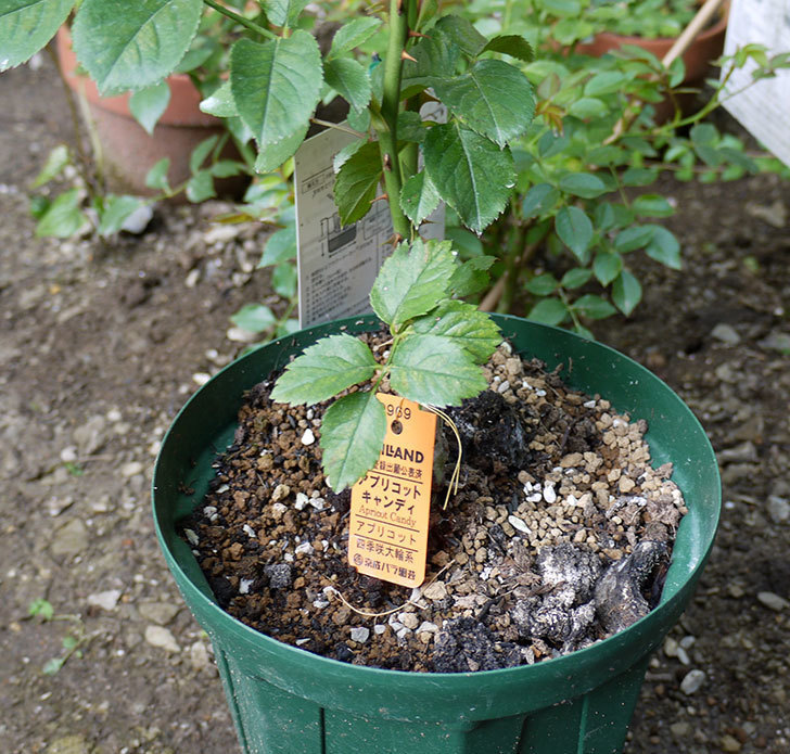アプリコットキャンディ(木立バラ)の新苗を8号のEUロングスリット鉢に鉢増しした。2016年-3.jpg