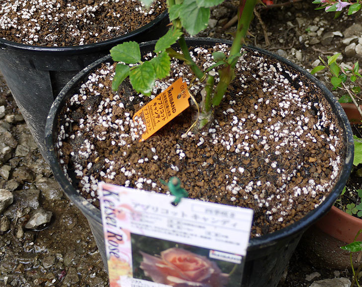 アプリコットキャンディ(木立バラ)の新苗を8号のEUロングスリット鉢に鉢増しした。2016年-7.jpg