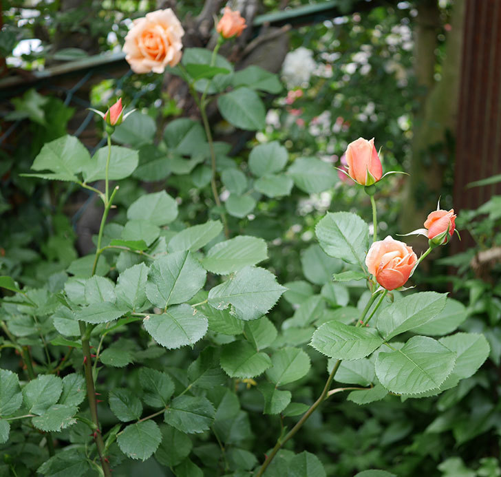 アプリコットキャンディ(木立バラ)の花がまた咲いた。2018年-4.jpg