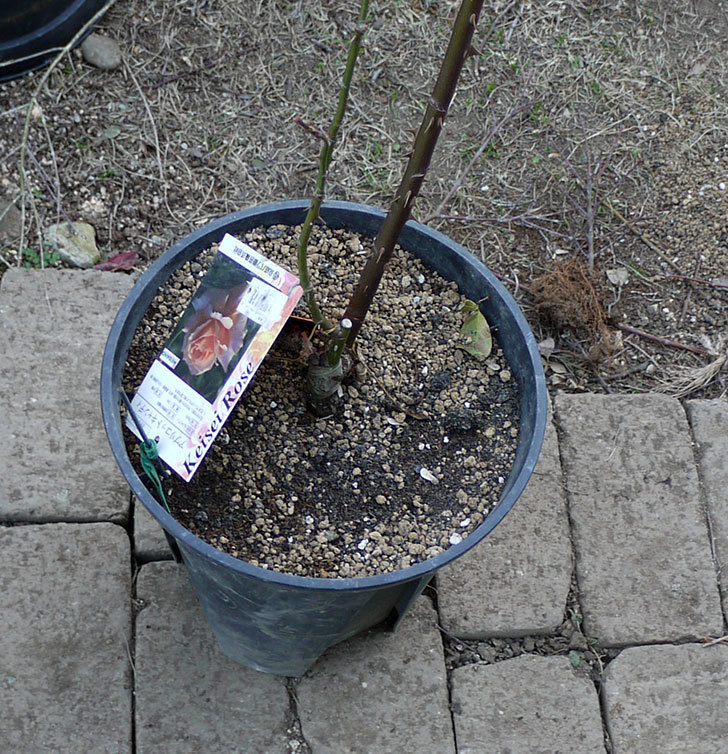 アプリコットキャンディ(木立バラ)の鉢植えを地植えした。2017年-10.jpg