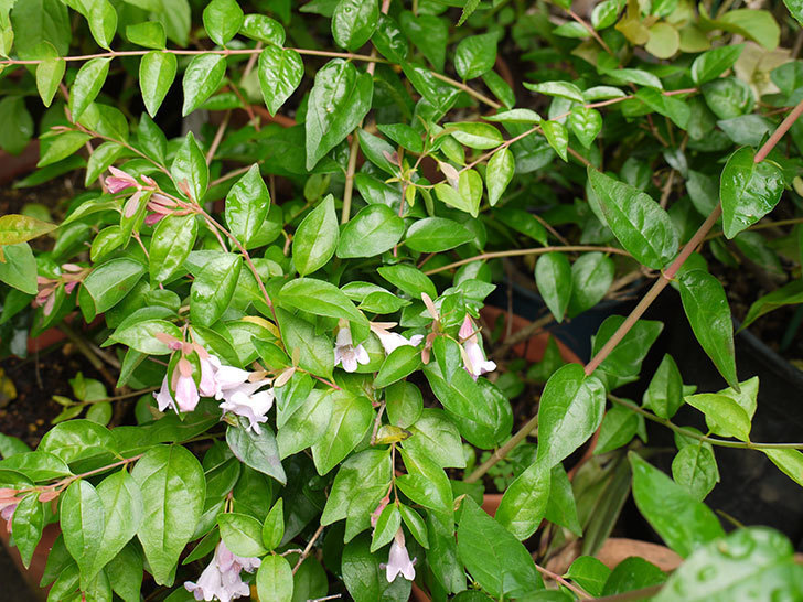 アベリア-エドワードゴーチャの花が咲き出した。2016年-3.jpg
