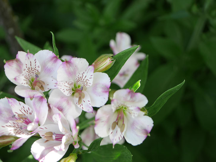 アルストロメリア サクラの花が咲いた。2021年-002.jpg