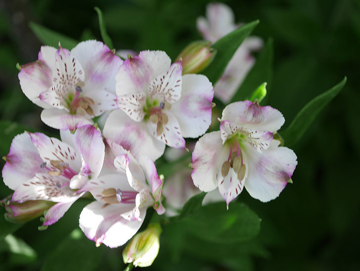 アルストロメリア サクラの花が咲いた。2021年-004.jpg