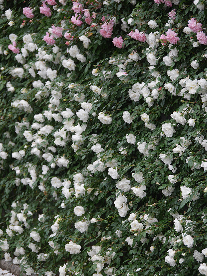 アルベリック・バルビエ(Alberic Barbier)の春花。ツルバラ。2022年-047.jpg