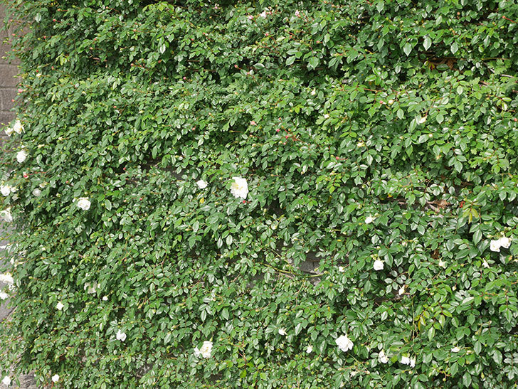 アルベリック・バルビエ(Alberic Barbier)の花が咲いた。ツルバラ。2022年-012.jpg