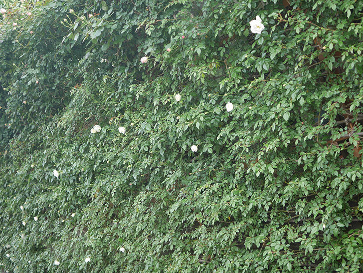 アルベリック・バルビエ(Alberic Barbier)の花が咲いた。ツルバラ。2022年-015.jpg