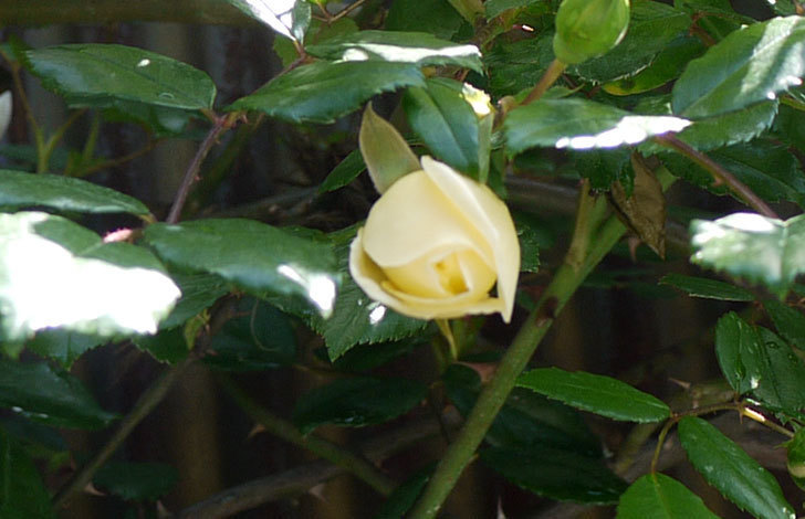 アルベリック・バルビエ(ツルバラ)がぽつぽつと咲き始めた。2016年-2.jpg