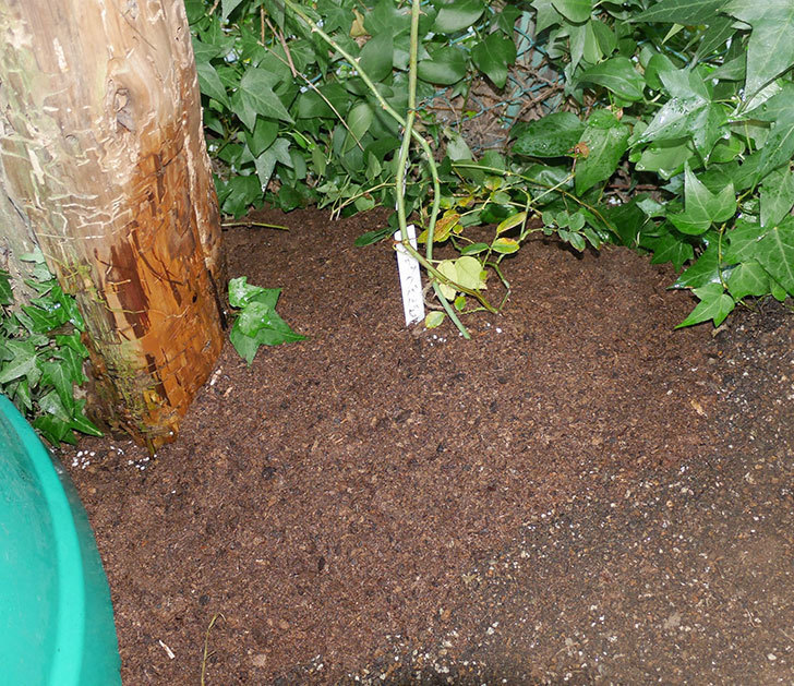 アルベリック・バルビエ(ツルバラ)の挿し木した鉢植えを地植えにした。2017年-1.jpg
