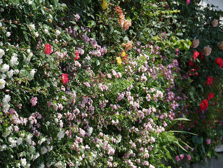 アルベリック・バルビエ(ツルバラ)の花がたくさん咲いた。2019年-25.jpg