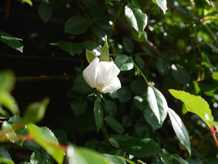 アルベリック・バルビエ(ツルバラ)の花がポツポツ咲きだした。ツルバラ。2021年-003.jpg