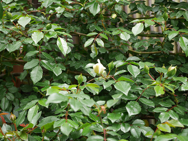 アルベリック・バルビエ(ツルバラ)の花が咲きだした。2019年-4.jpg