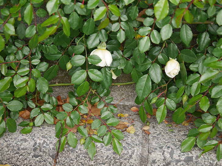 アルベリック・バルビエ(ツルバラ)の花が咲きだした。ツルバラ。2021年-001.jpg