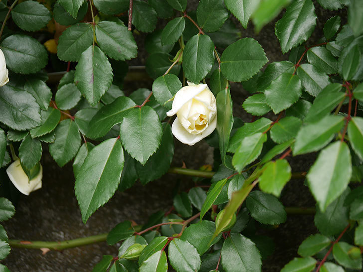 アルベリック・バルビエ(ツルバラ)の花が咲きだした。ツルバラ。2021年-008.jpg