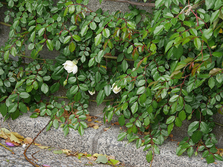 アルベリック・バルビエ(ツルバラ)の花が咲きだした。ツルバラ。2021年-021.jpg