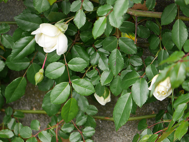 アルベリック・バルビエ(ツルバラ)の花が咲きだした。ツルバラ。2021年-022.jpg