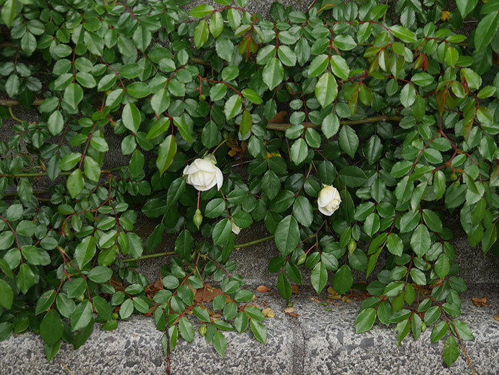 アルベリック・バルビエ(ツルバラ)の花が咲きだした。ツルバラ。2021年-024.jpg