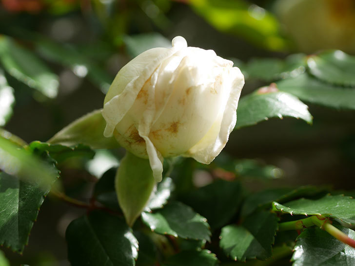 アルベリック・バルビエ(ツルバラ)の花が咲きだした。ツルバラ。2021年-032.jpg