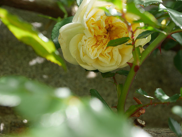 アルベリック・バルビエ(ツルバラ)の花が咲きだした。ツルバラ。2021年-034.jpg