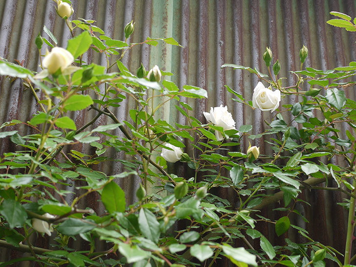 アルベリック・バルビエ(ツルバラ)の花が増えてきた。2016年-7.jpg