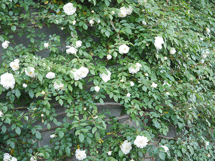 アルベリック・バルビエ(ツルバラ)の花が増えてきた。ツルバラ。2021年-031.jpg