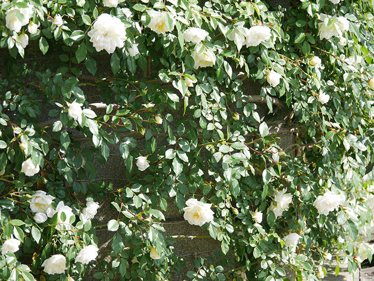 アルベリック・バルビエ(ツルバラ)の花が増えてきた。ツルバラ。2021年-064.jpg