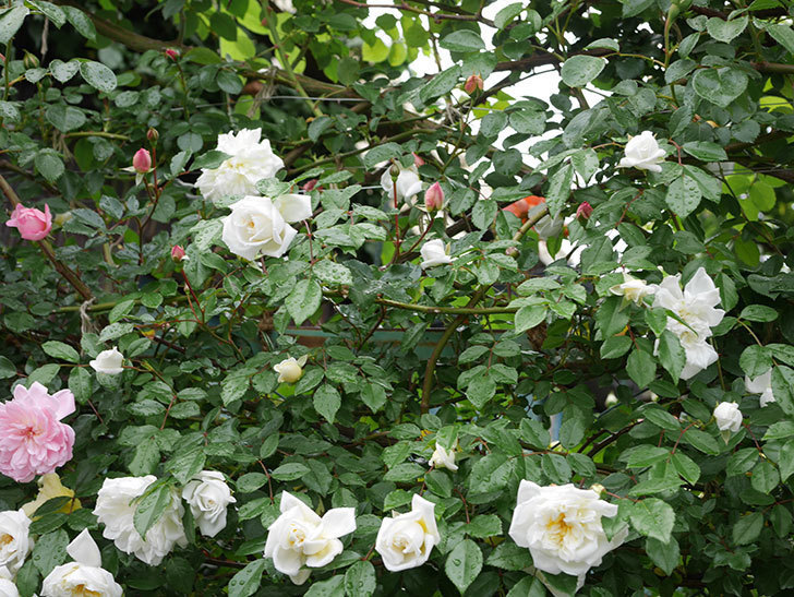 アルベリック・バルビエ(ツルバラ)の花が増えて来た。2019年-19.jpg