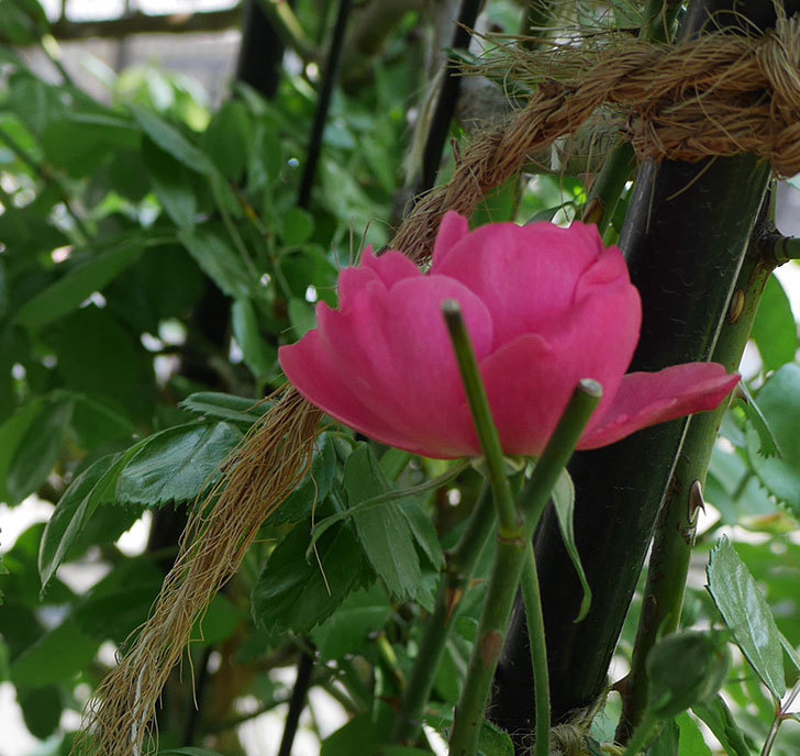 アンジェラ（ツルバラ）が咲きだした。2018年-5.jpg