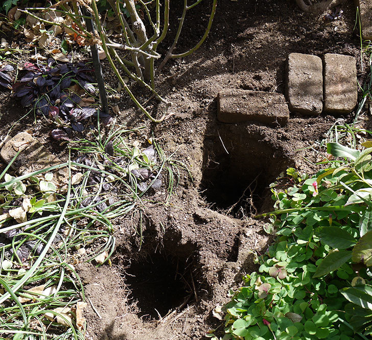 アンジェラ（ツルバラ）に穴を掘って寒肥をやった。2017年-1.jpg
