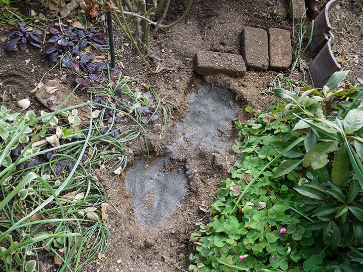 アンジェラ（ツルバラ）に穴を掘って寒肥をやった。2017年-13.jpg