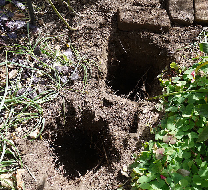 アンジェラ（ツルバラ）に穴を掘って寒肥をやった。2017年-4.jpg