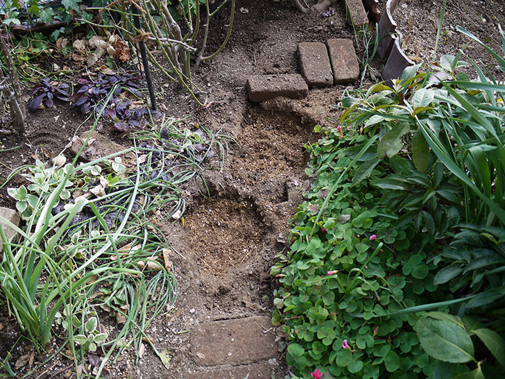 アンジェラ（ツルバラ）に穴を掘って寒肥をやった。2017年-9.jpg