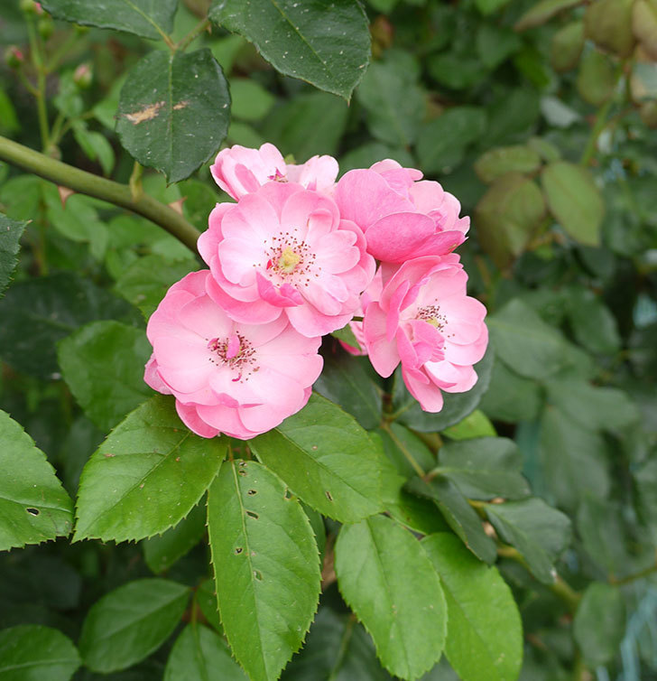 アンジェラ（ツルバラ）の2番花が咲いた。2016年-2.jpg