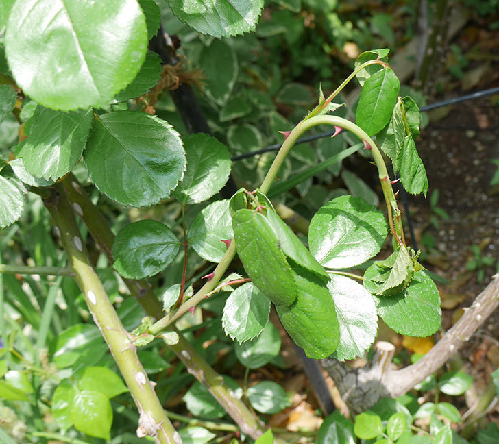 アンジェラ（ツルバラ）の新枝が4本バラクキバチにやられて萎れた。2019年-2.jpg