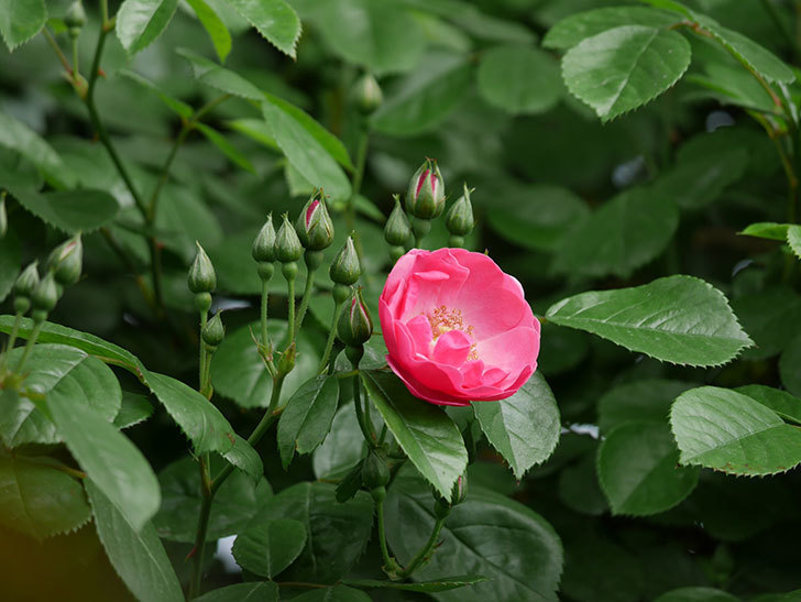 アンジェラ（ツルバラ）の花が1個咲いた。2019年-2.jpg