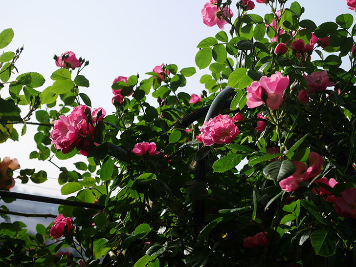 アンジェラ（ツルバラ）の花が増えてきた。2020年-3.jpg