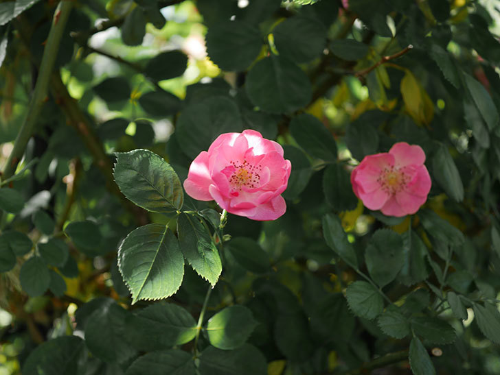 アンジェラ（ツルバラ）の花が増えてきた。2020年-6.jpg