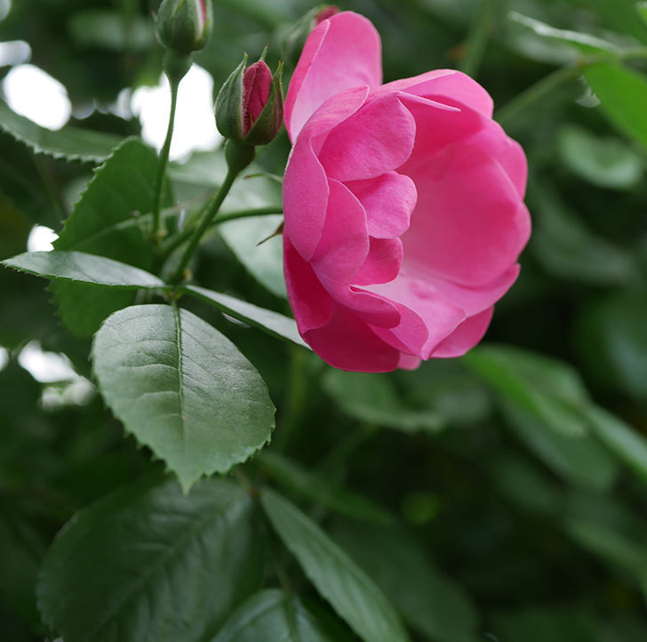 アンジェラ（ツルバラ）の花が増えて来た。2019年-11.jpg