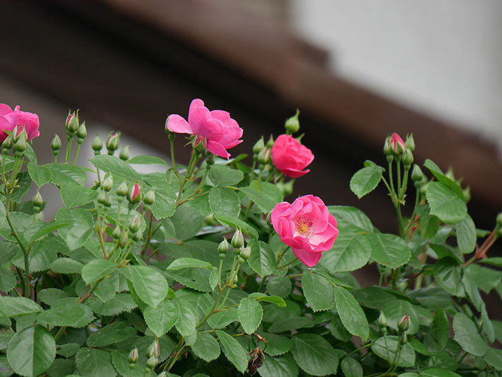 アンジェラ（ツルバラ）の花が増えて来た。2019年-2.jpg