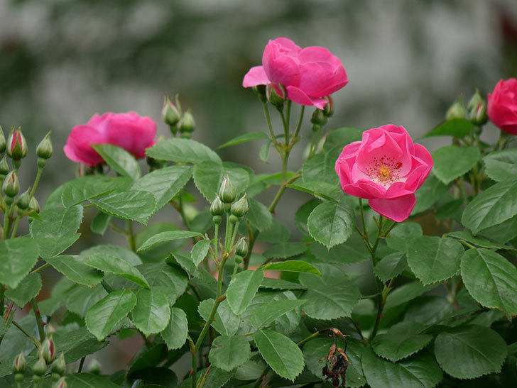 アンジェラ（ツルバラ）の花が増えて来た。2019年-4.jpg