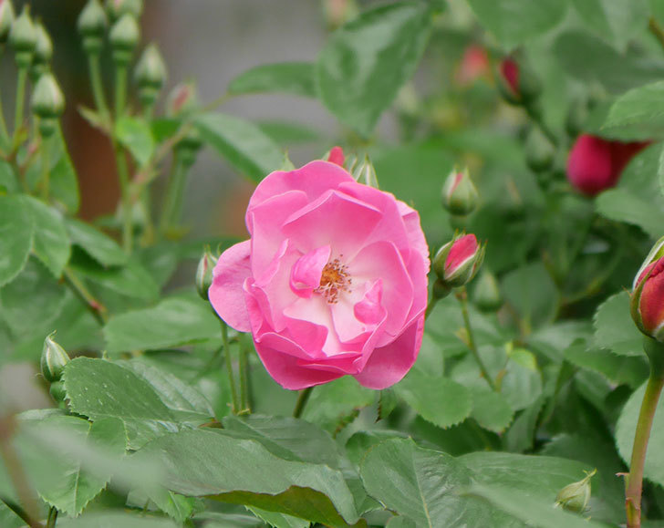 アンジェラ（ツルバラ）の花が増えて来た。2019年-6.jpg