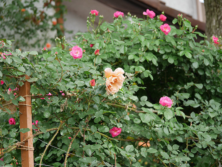 アンジェラ（ツルバラ）の花が増えて来た。2019年-7.jpg