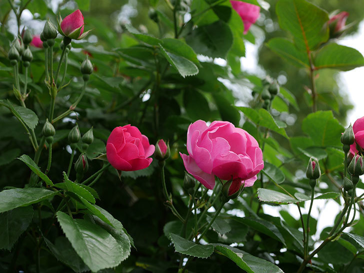 アンジェラ（ツルバラ）の花が増えて来た。2019年-8.jpg