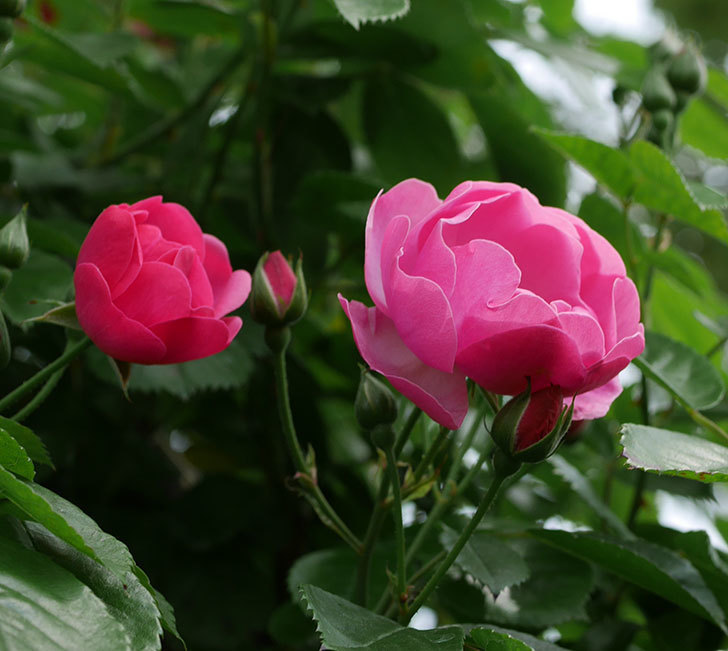 アンジェラ（ツルバラ）の花が増えて来た。2019年-9.jpg