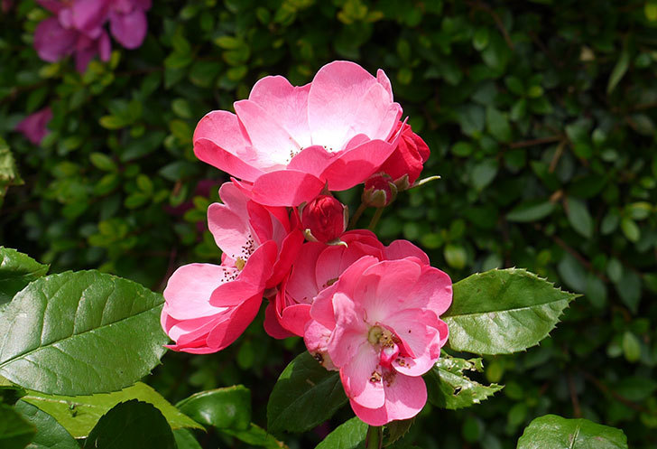 アンジェラ（バラ）が綺麗に咲いた。2015年-2.jpg